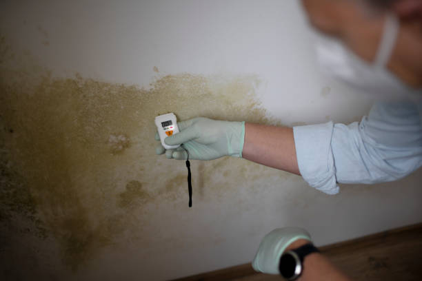 Mold Documentation for Insurance Claims in Florida City, FL